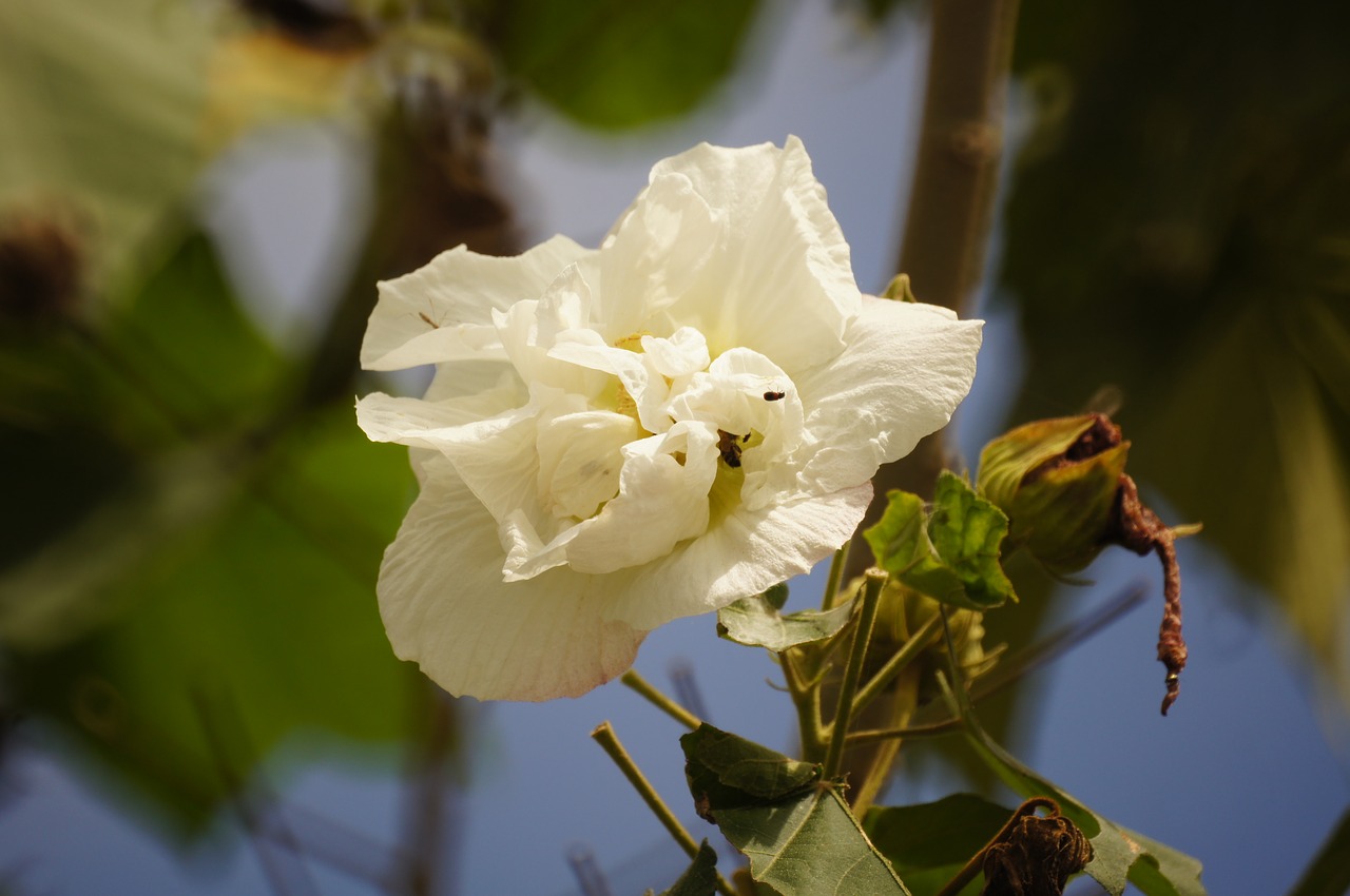 Image - nature flora florez insects