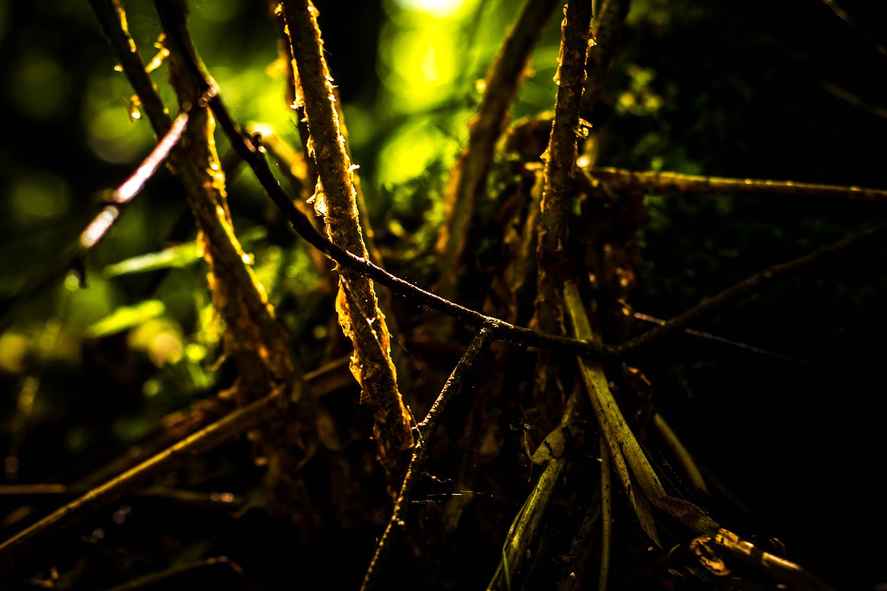 Image - forest plant nature fern