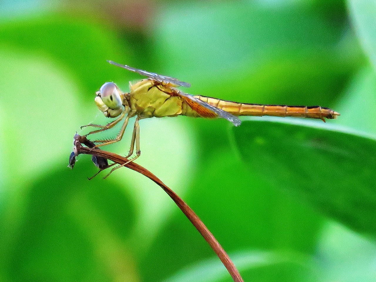 Image - dragonfly macro resting