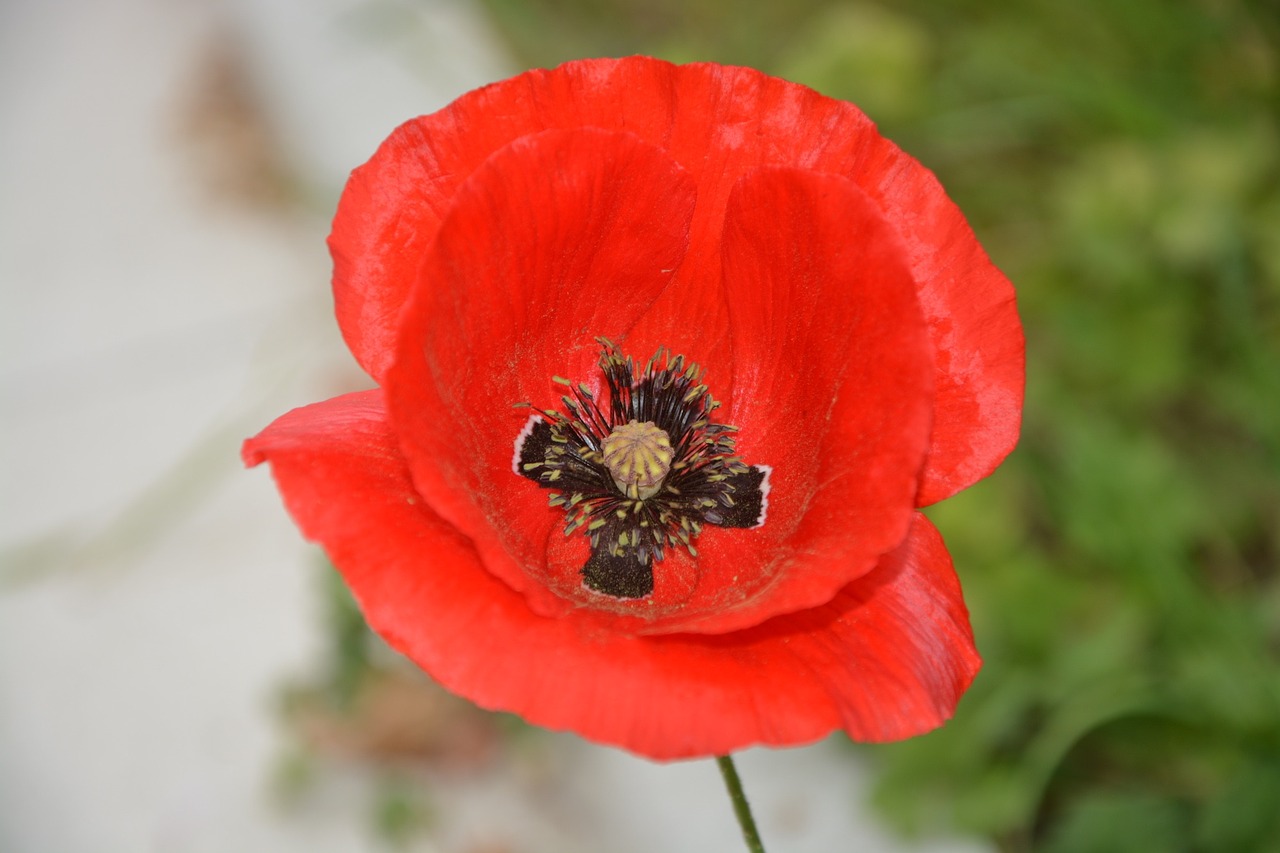 Image - poppy flower red fields nature