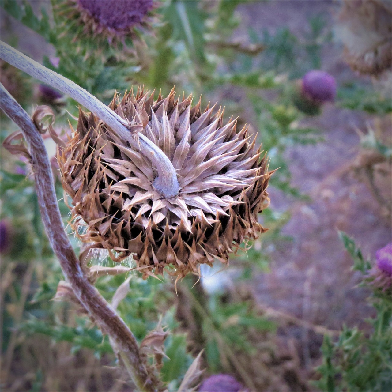 Image - thistle flower wild weed