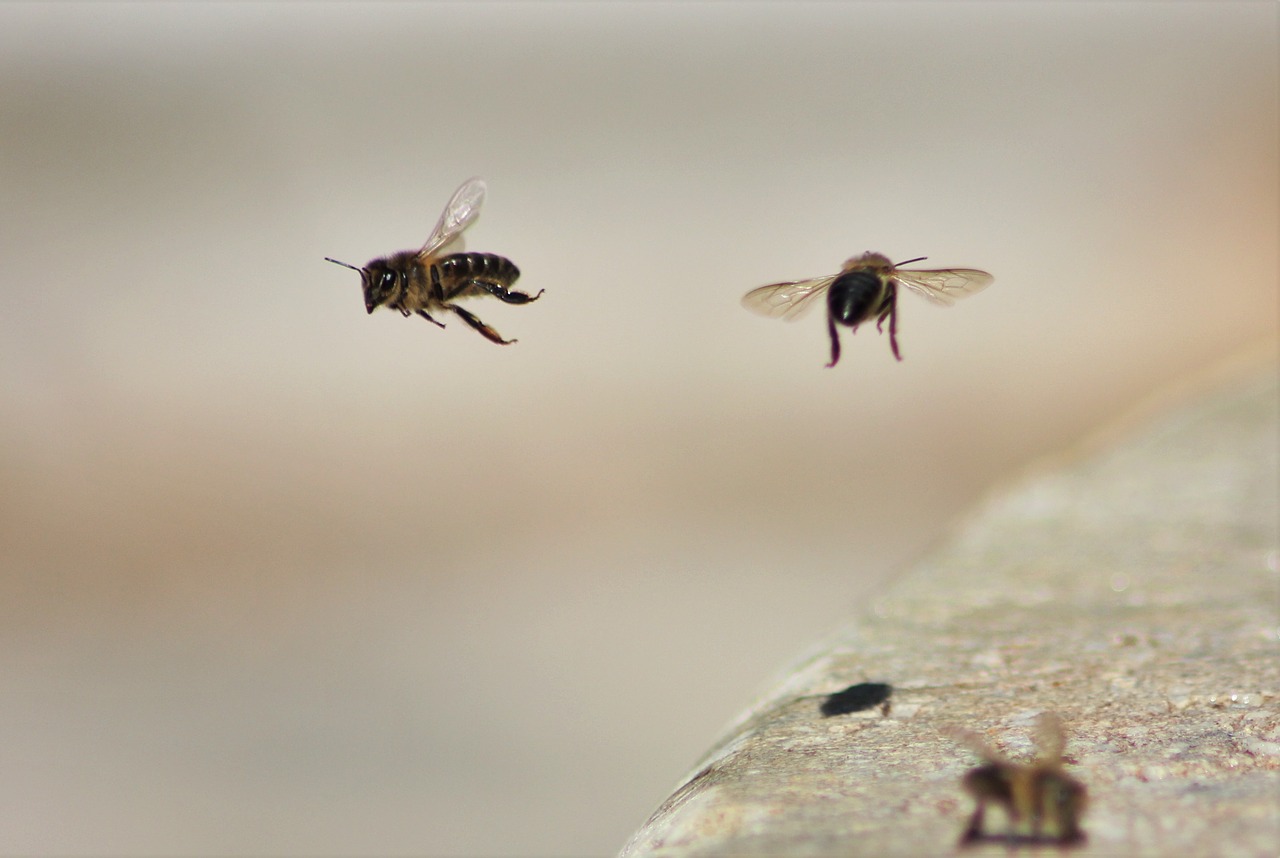 Image - bees wasps water beauty macro