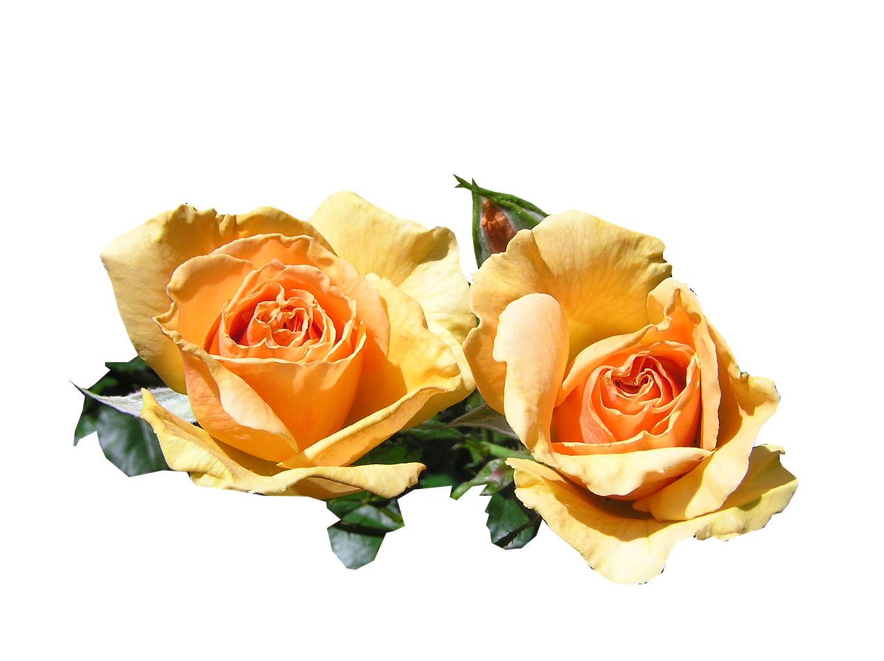 Image - rose apricot cut out