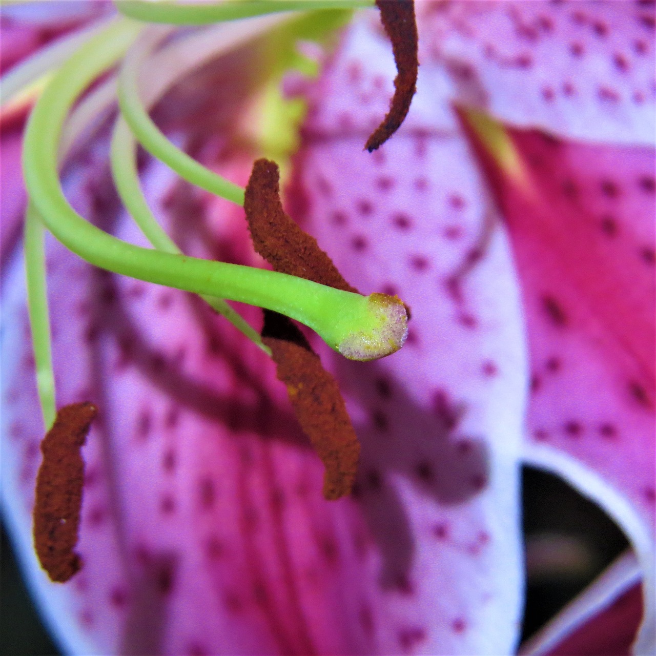 Image - macro purple and pink lilly nature