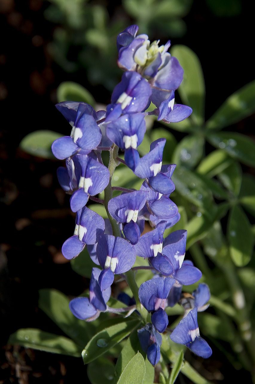 Image - blue bonnet flower blue nature