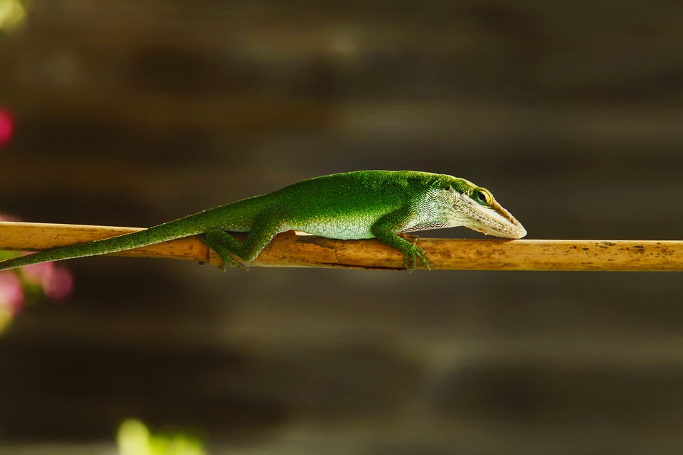 Image - lizard green nature reptile