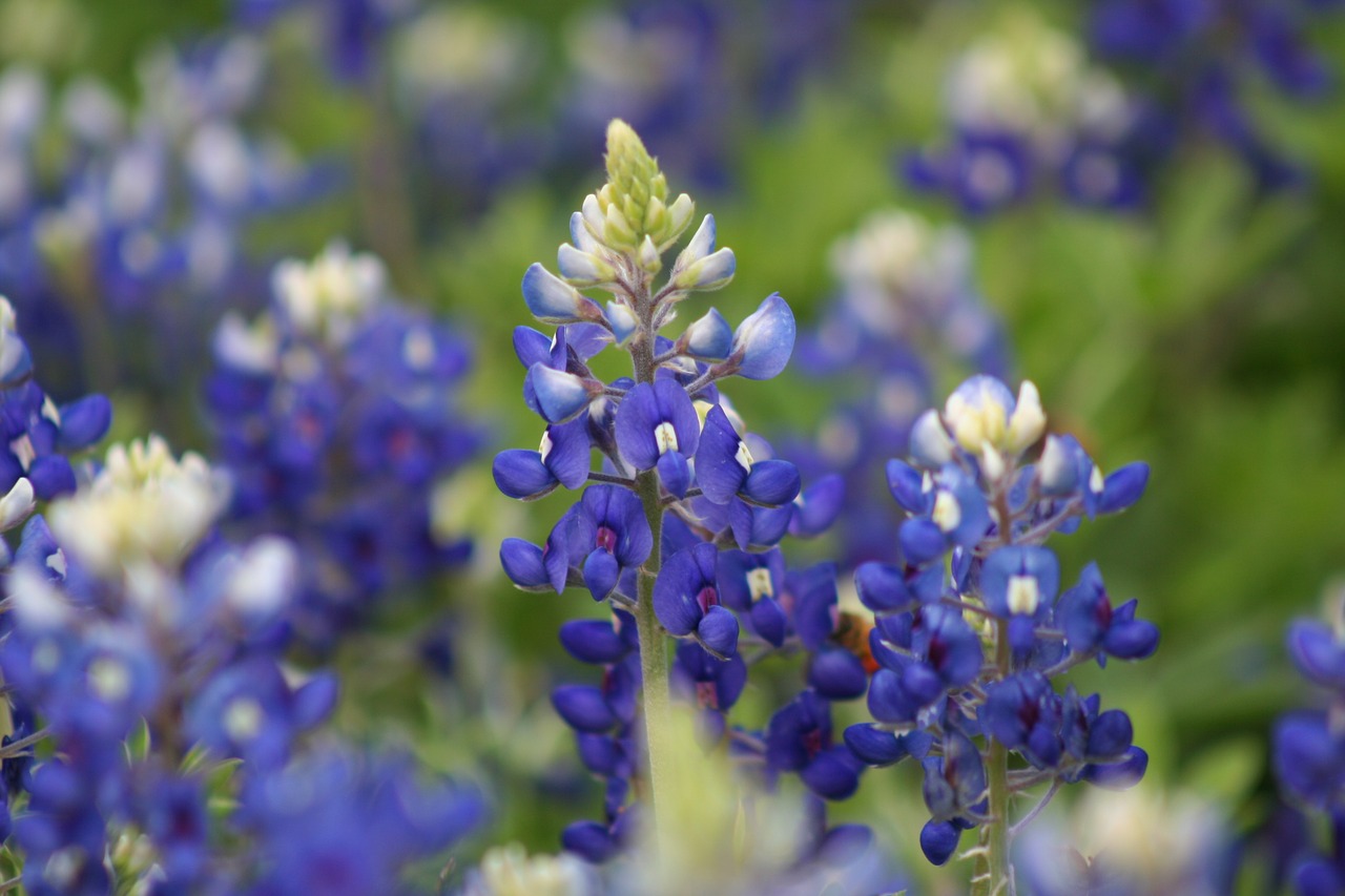 Image - bluebonnets texas bluebonnets spring