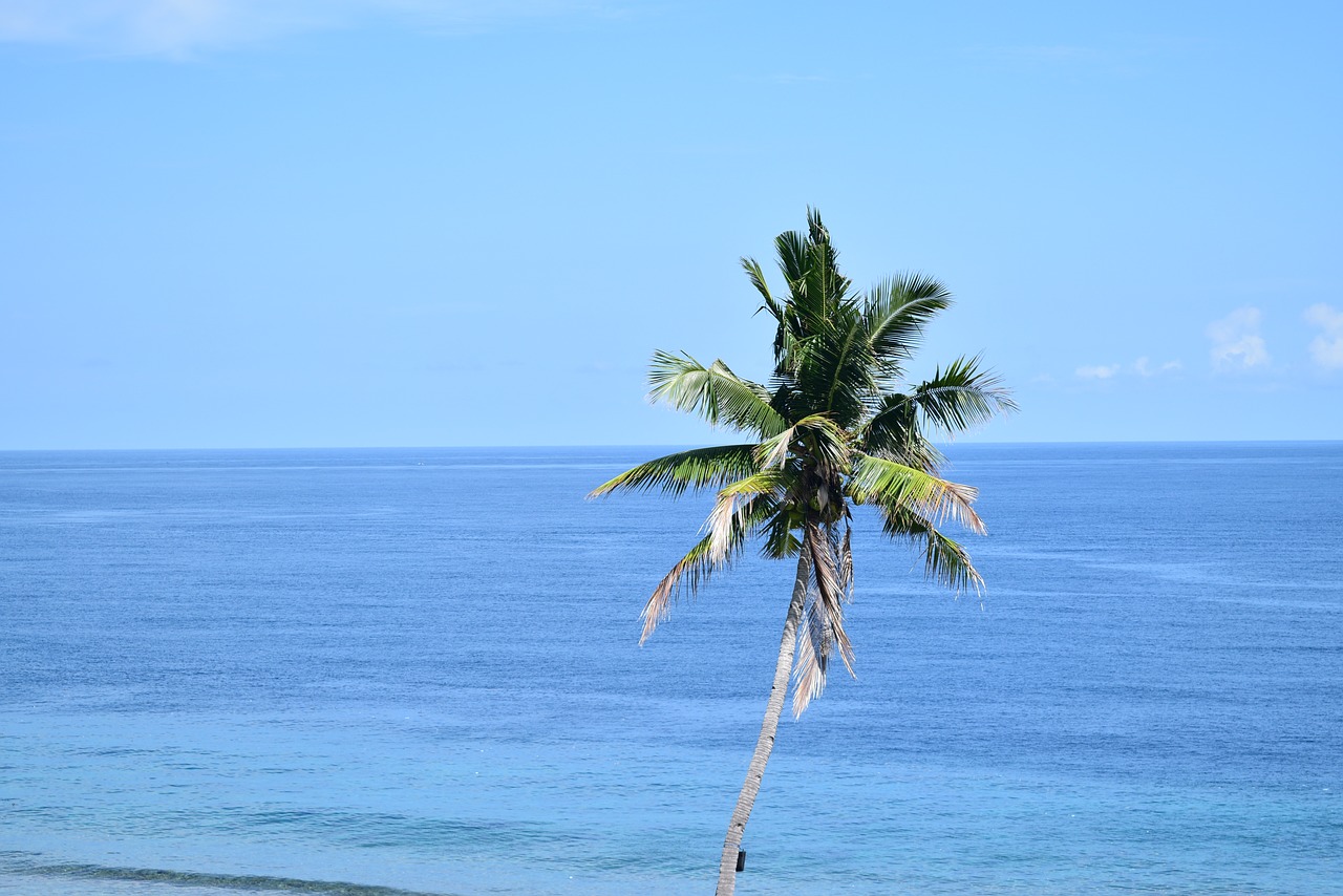 Image - the sea coconut trees blue sky