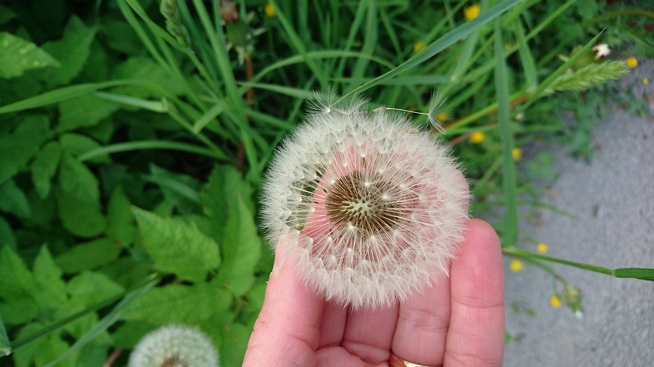 Image - dandelion summer nature sweden