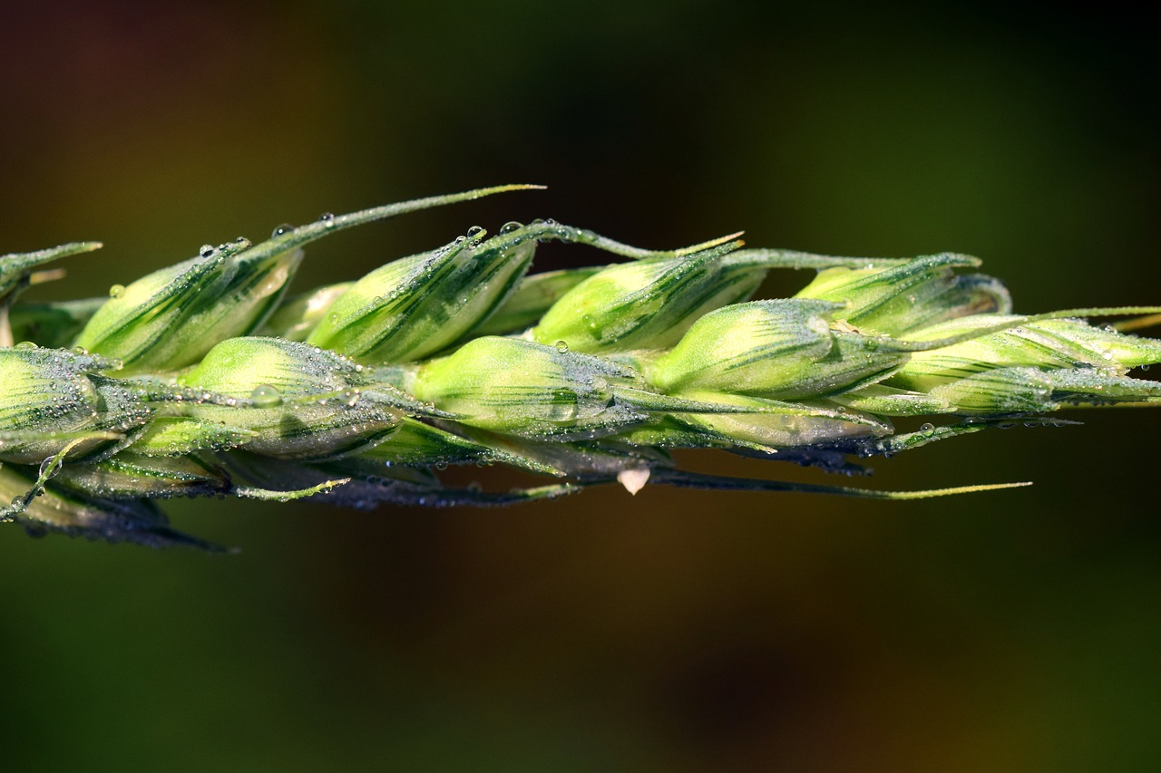 Image - ear wheat cereals grain close