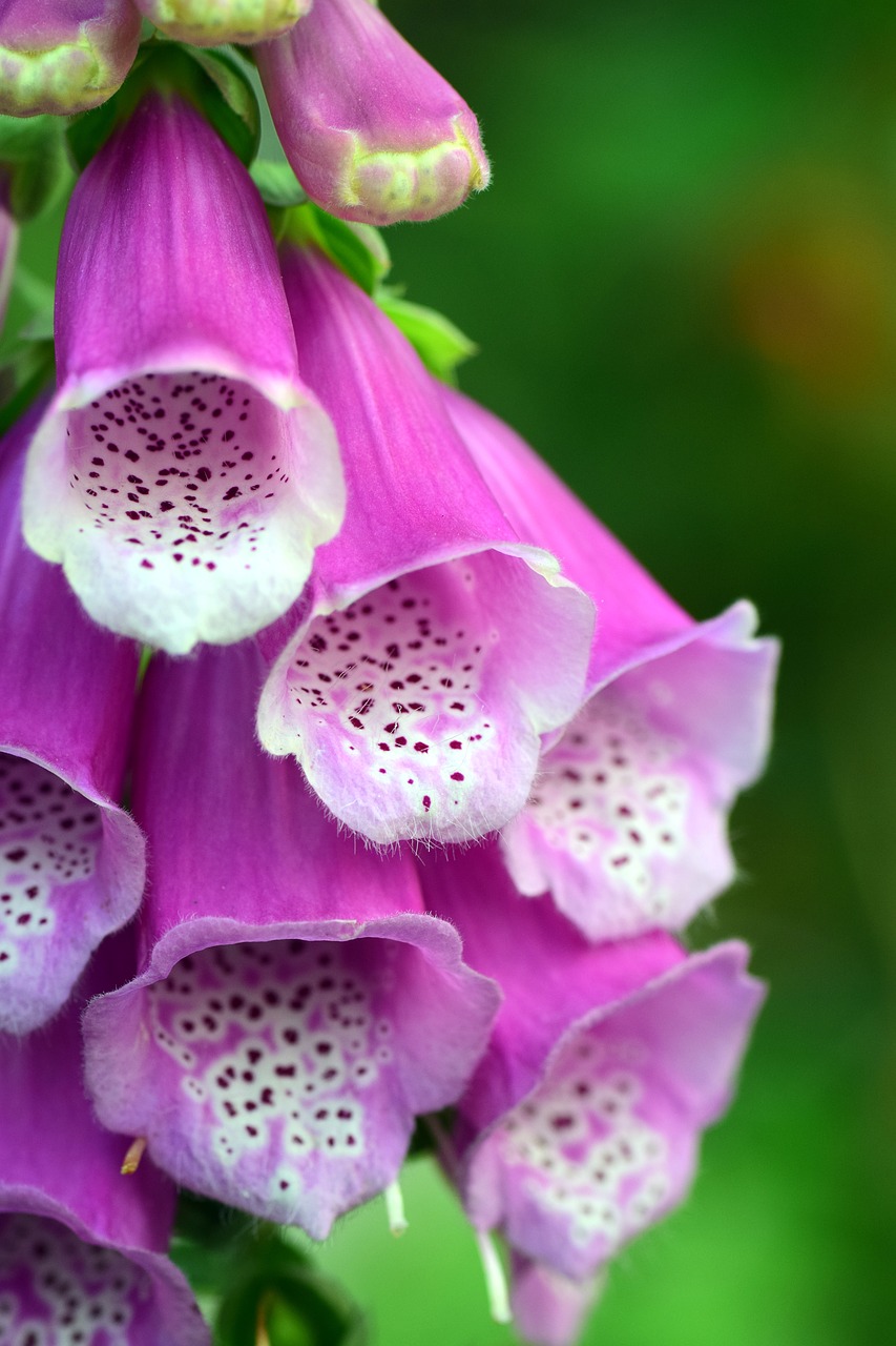 Image - thimble digitalis toxic