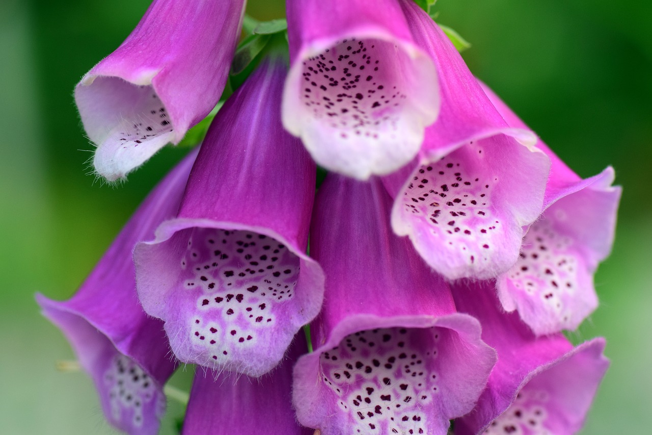 Image - thimble digitalis toxic