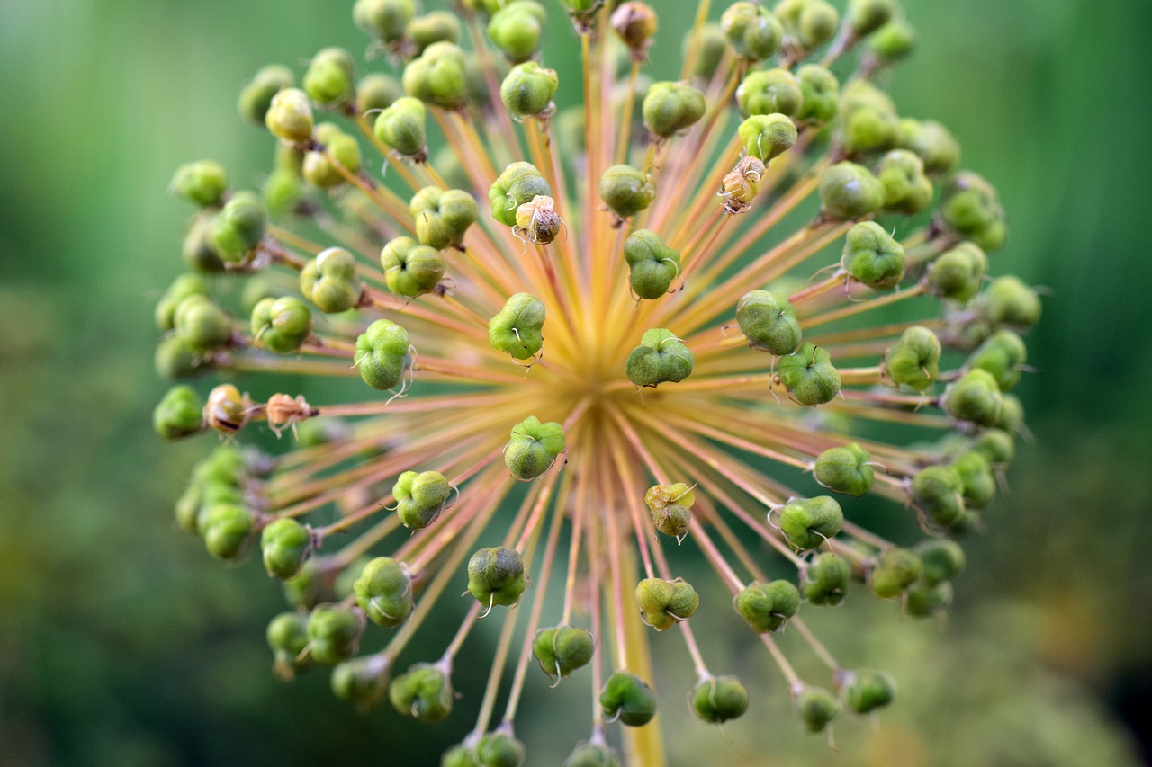 Image - leek ornamental onion giant allium