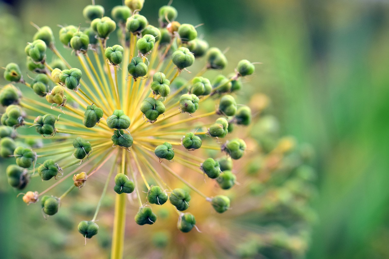 Image - leek ornamental onion giant allium