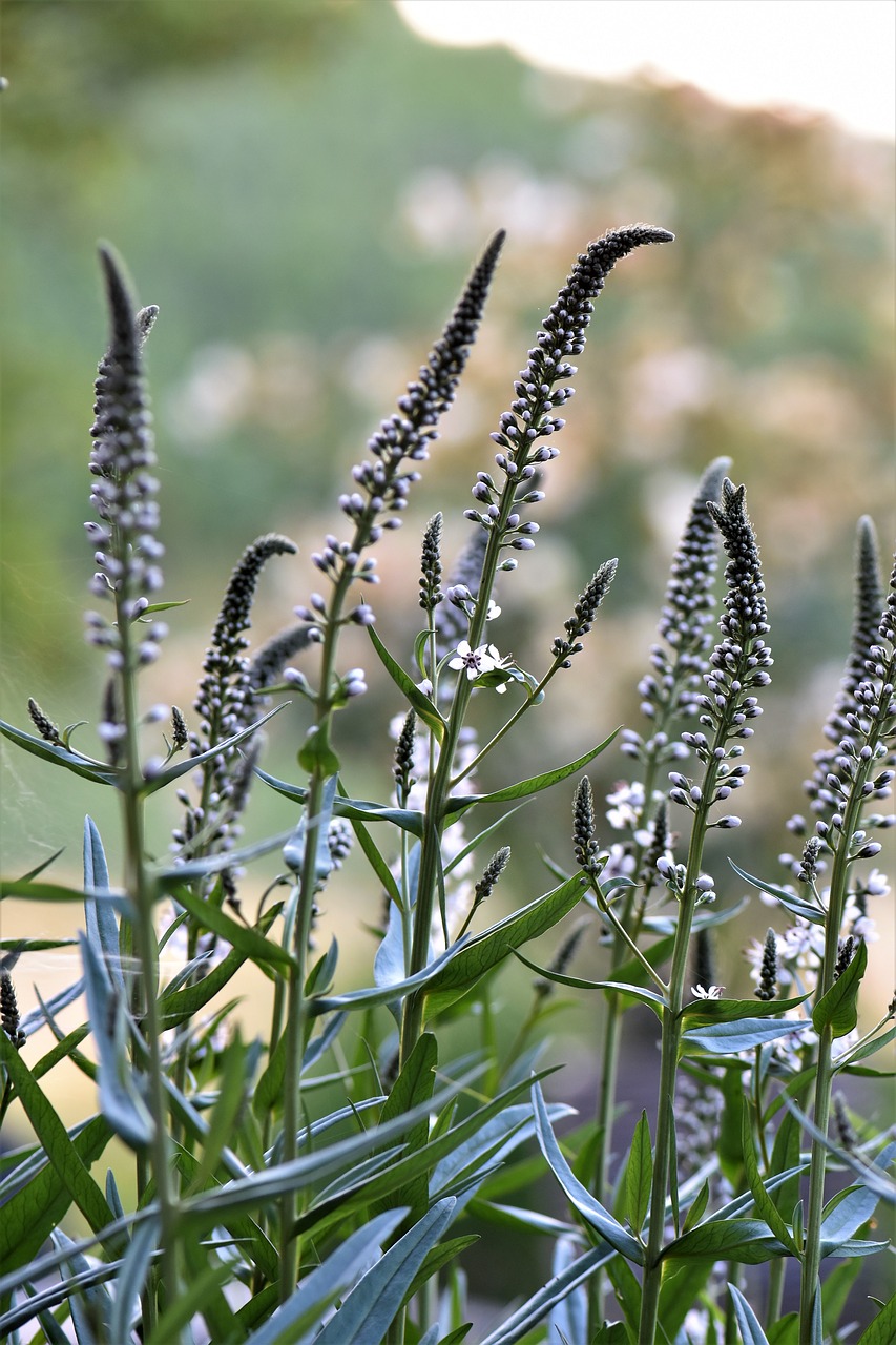 Image - black cohosh plant nature close