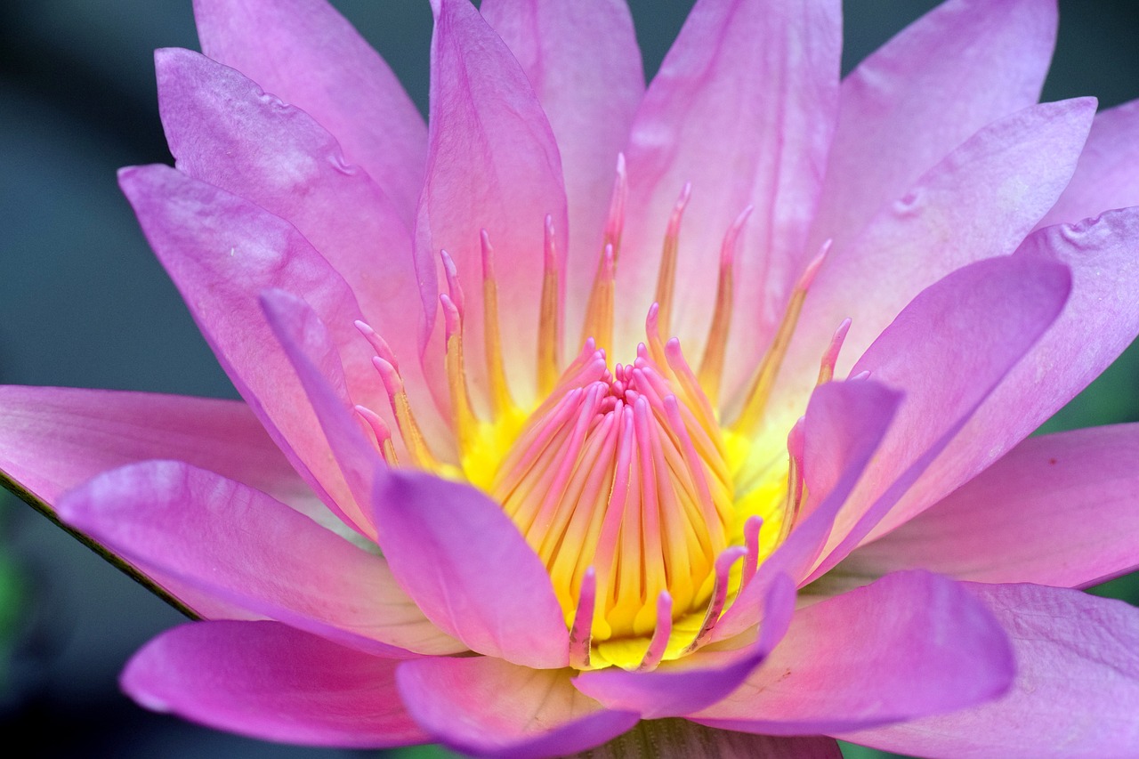 Image - nuphar lutea water lily