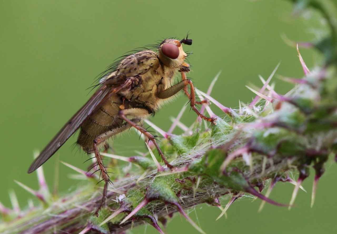 Image - fly insect nature macro close