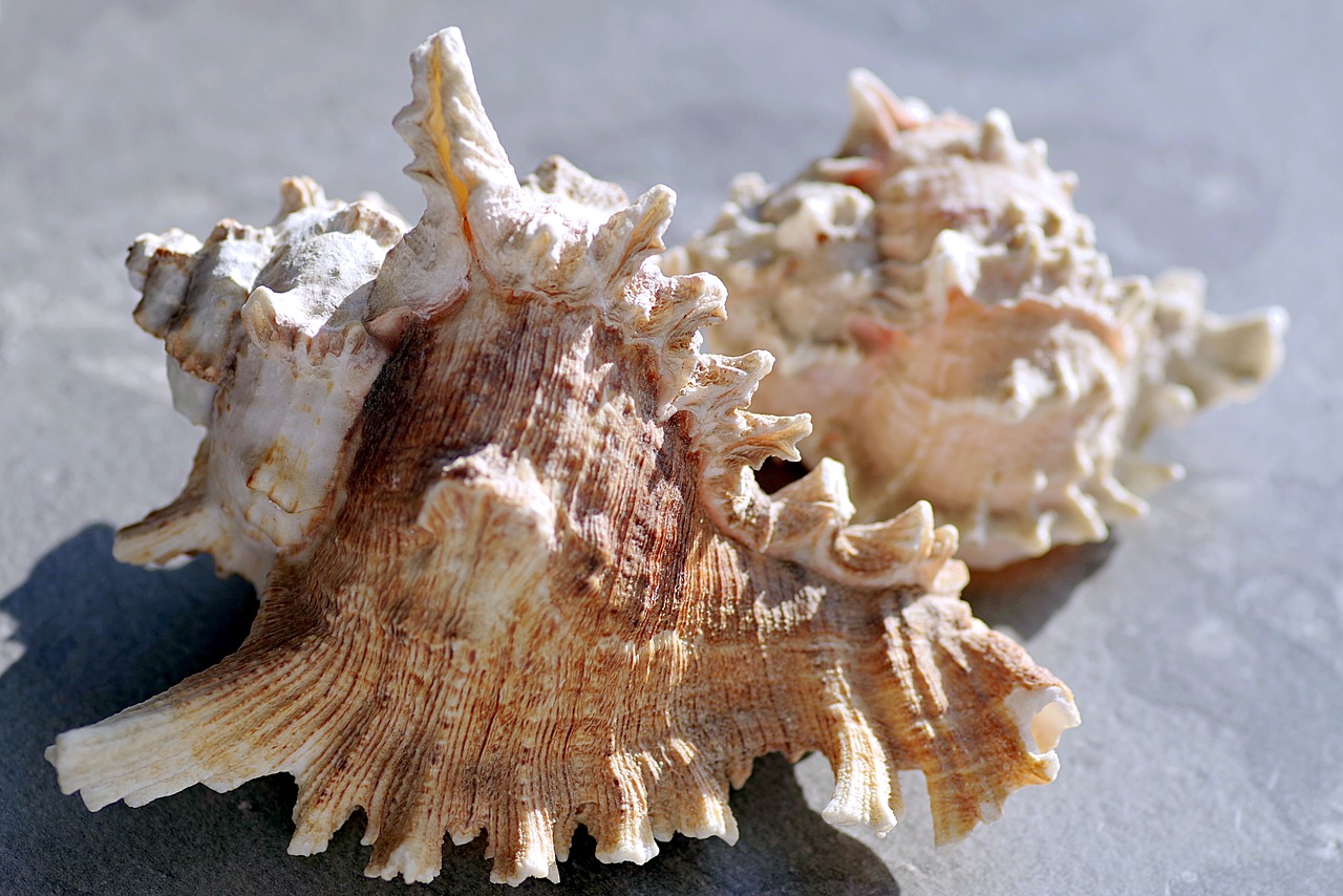 Image - shells holidays sea seashell rock