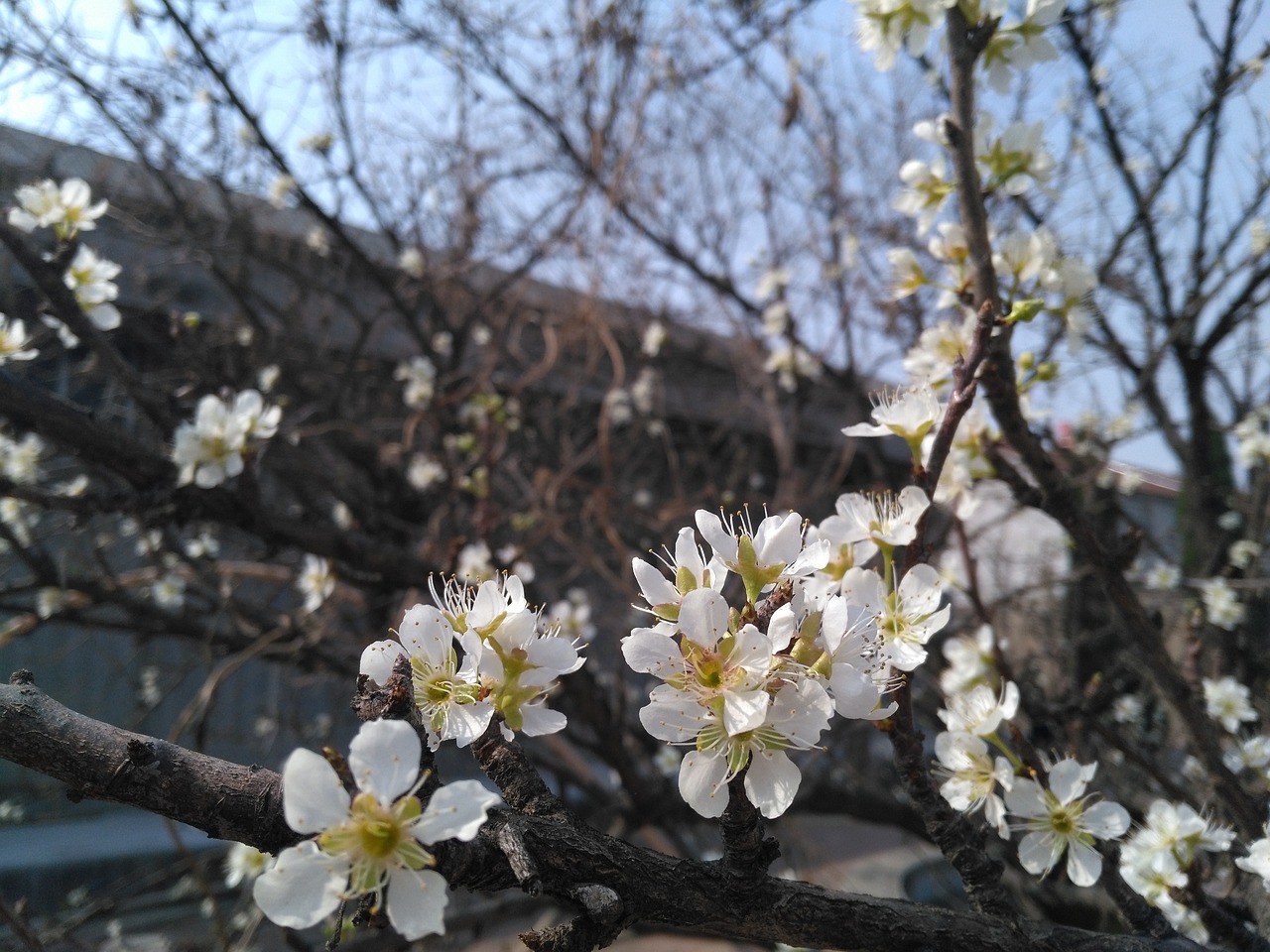 Image - apricot spring white apricot flowers