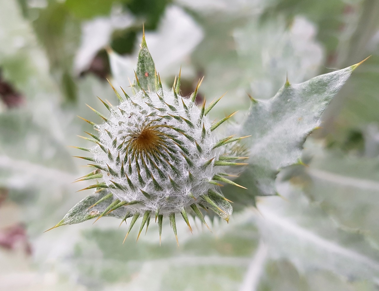 Image - thistle blossom bloom bud plant