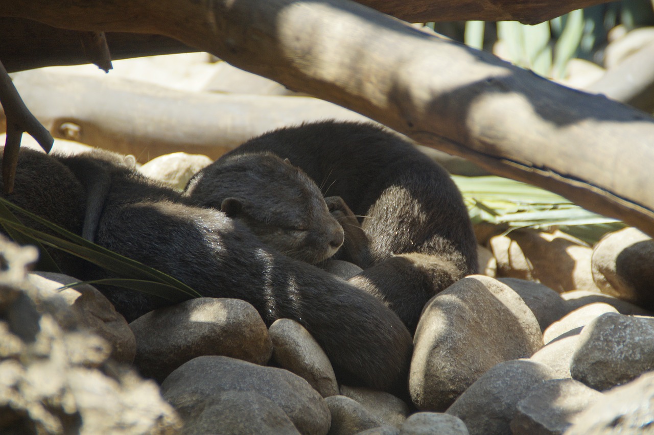 Image - otters lazy tired sleep rest doze