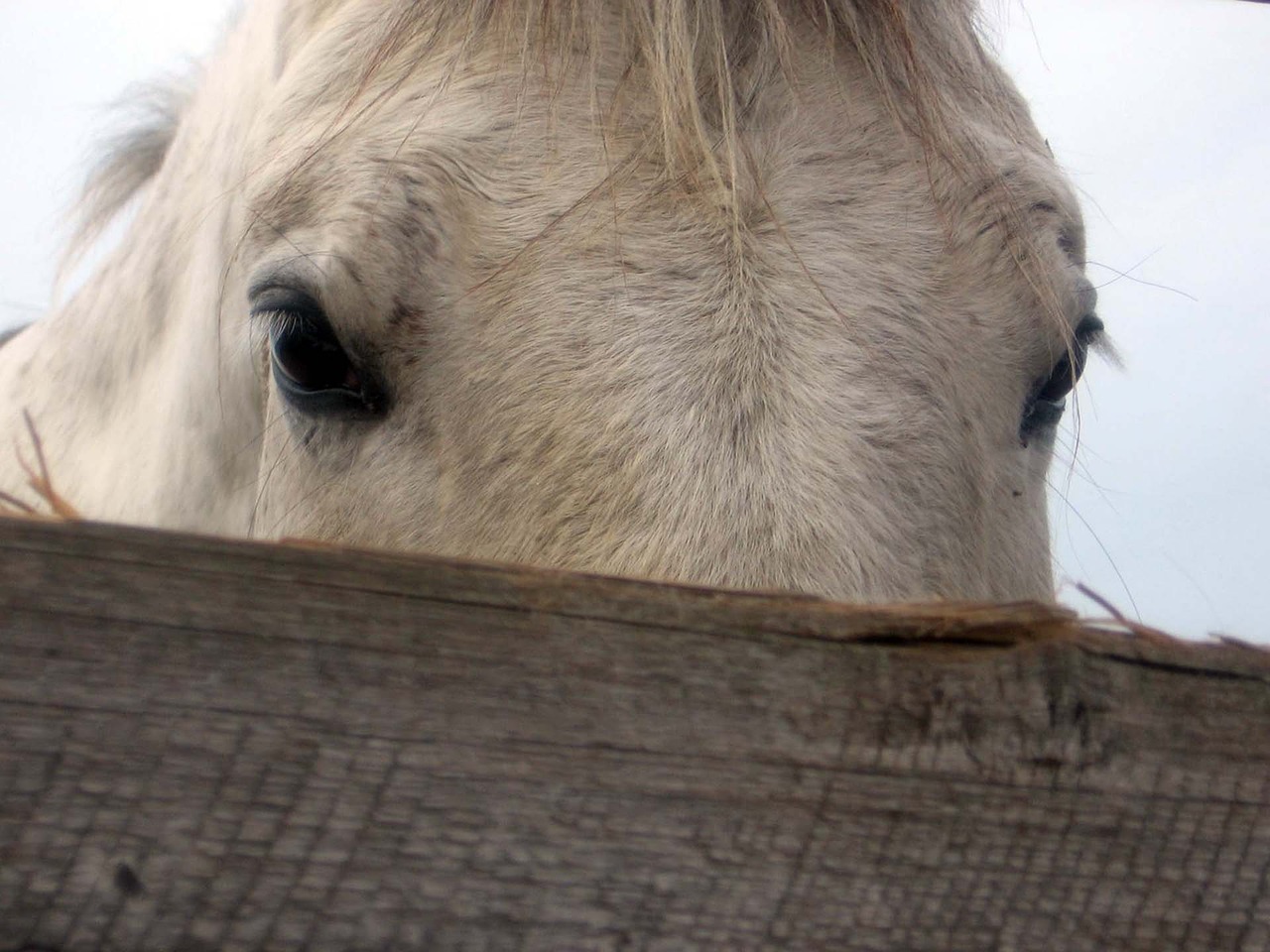 Image - horse mare stallion eyes detail