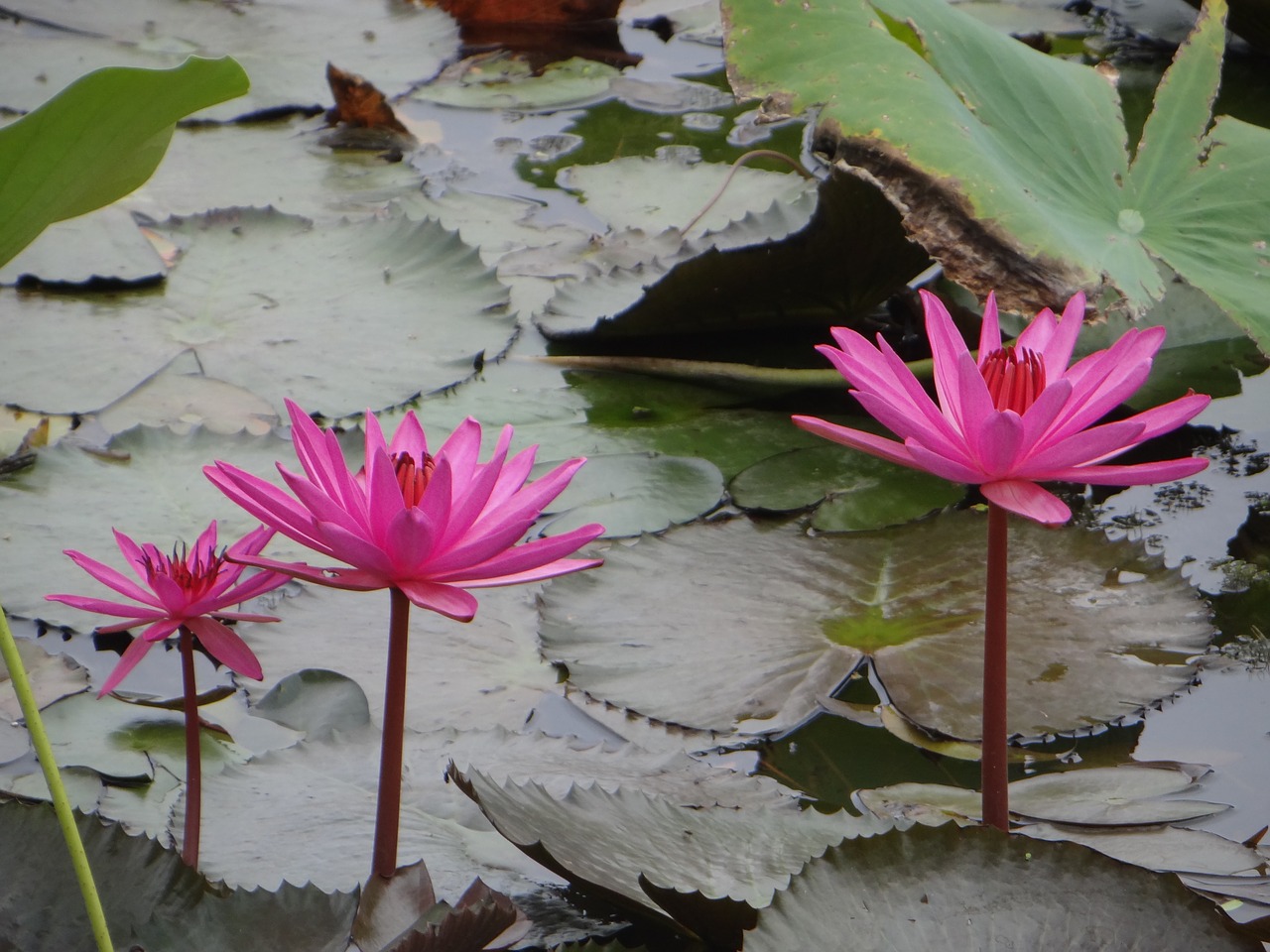 Image - lotus flower pond plant bloom