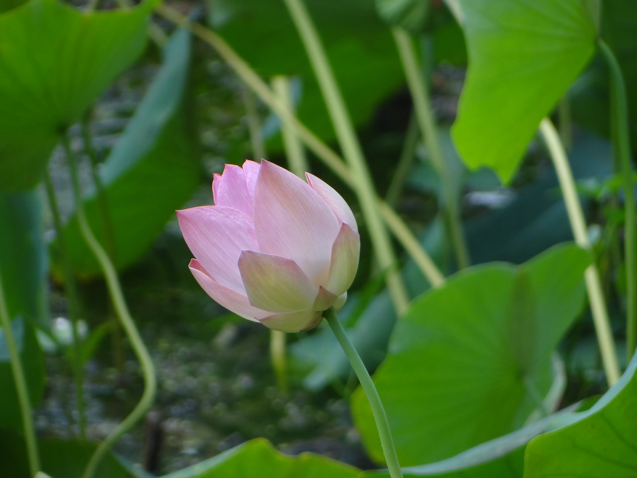 Image - lotus flower pond plant bloom