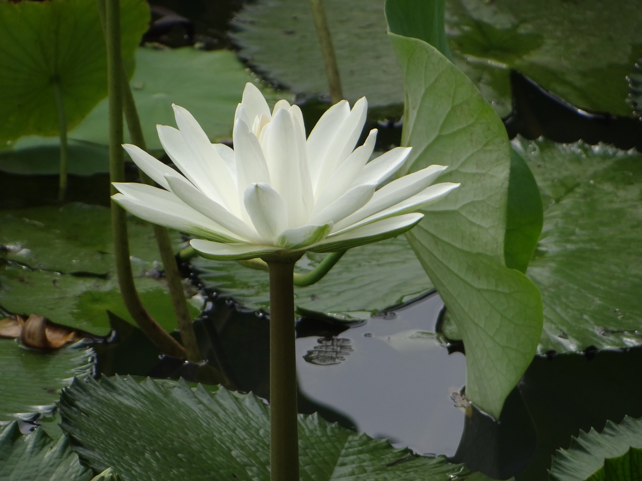 Image - lotus flower pond plant bloom