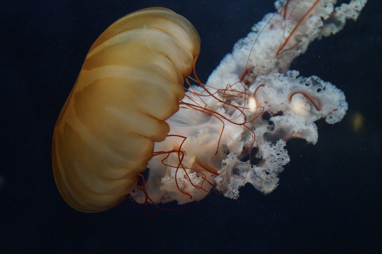 Image - jellyfish mollusk fluorescent