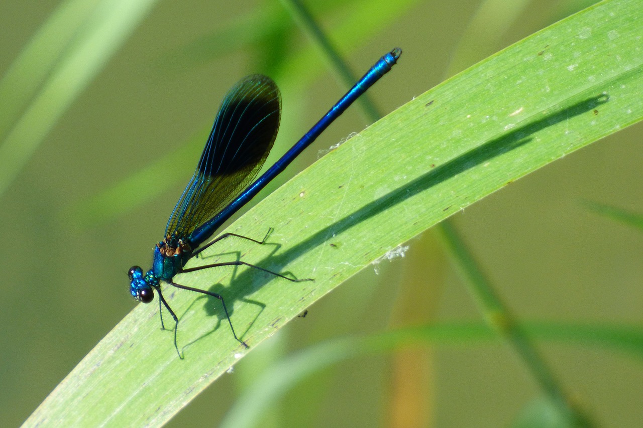 Image - dragonfly demoiselle green nature