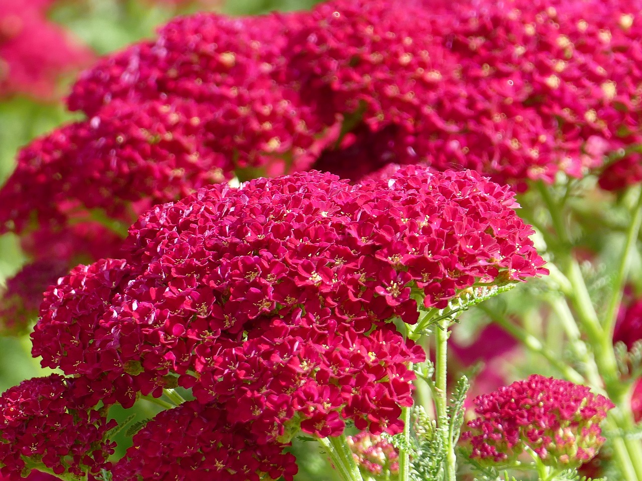Image - plant red flower yarrow red flower