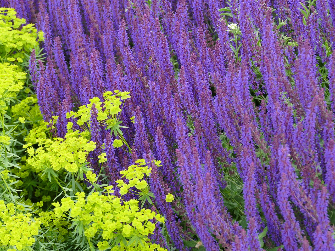 Image - garden flowers purple yellow