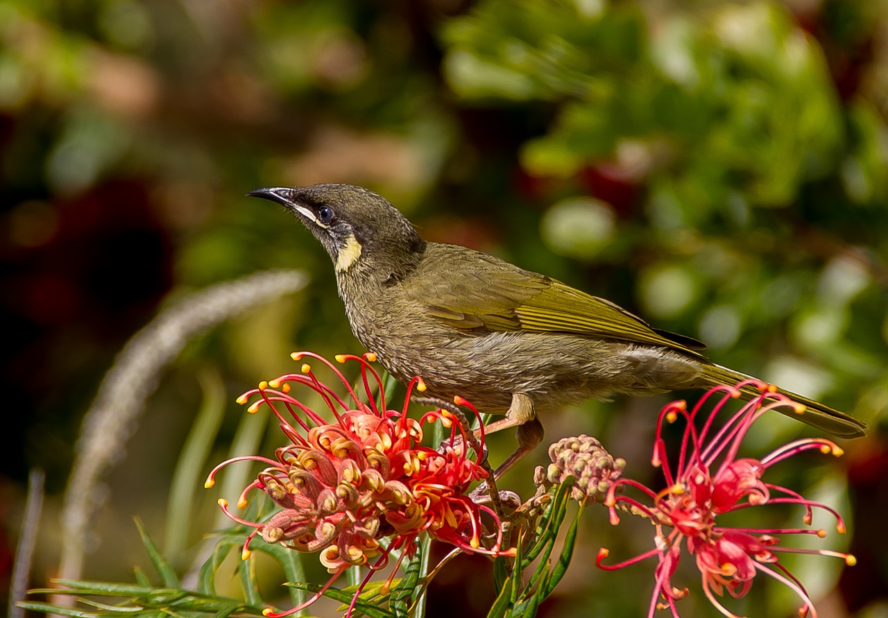 Image - lewin s honeyeater meliphaga lewinii