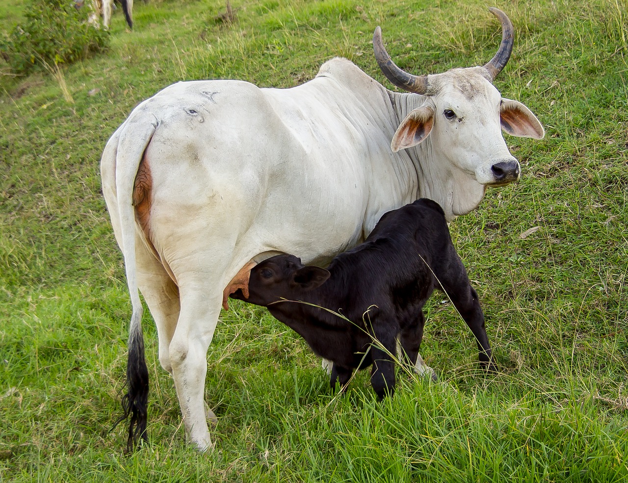 Image - calf cow cattle feeding suckling