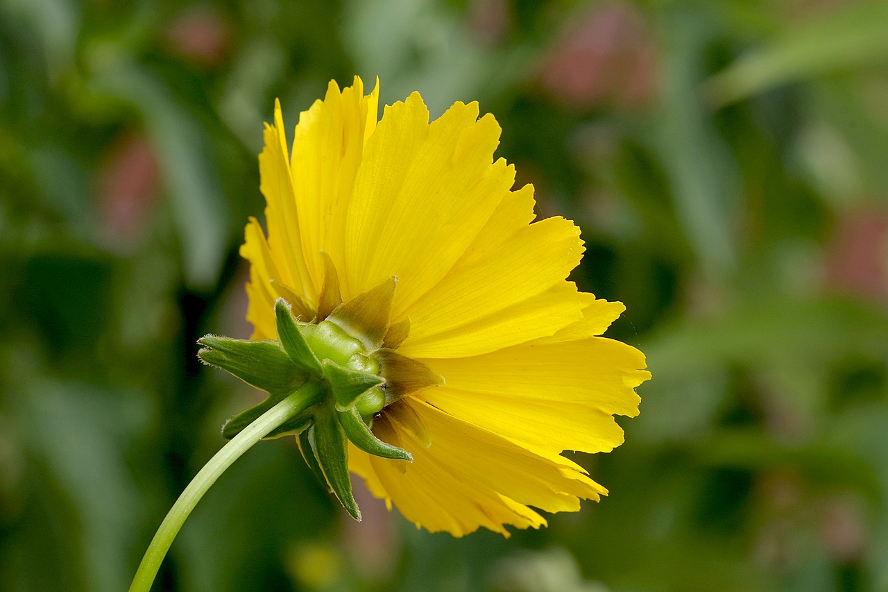 Image - flower yellow single asteraceae