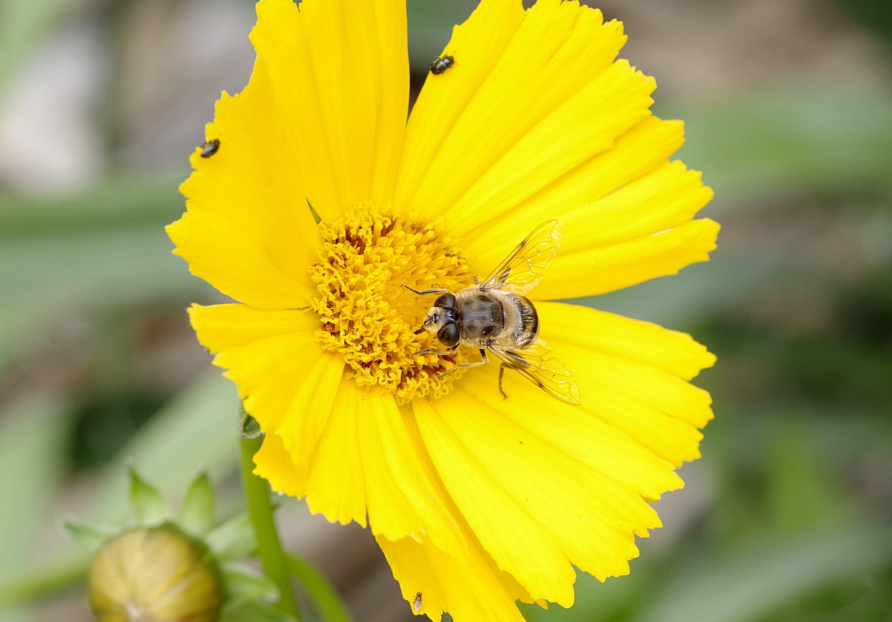 Image - mucha camouflage bee macro