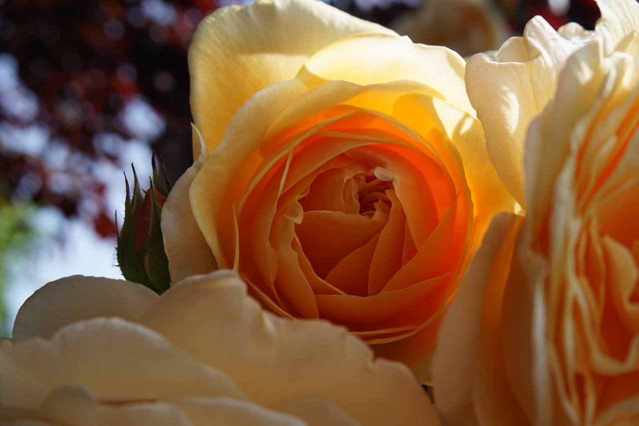 Image - rose orange blossom bloom