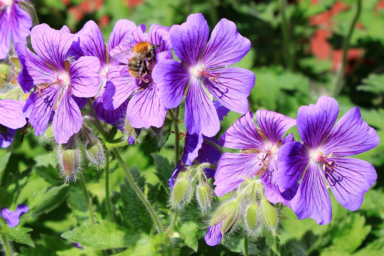 Image - purple green nature flowers garden