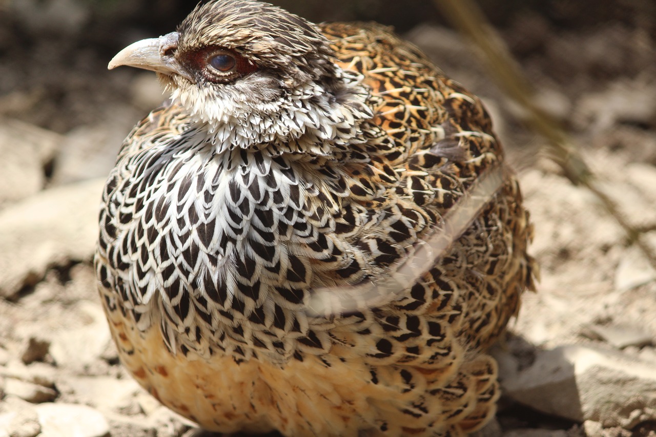 Image - pheasant indian birds