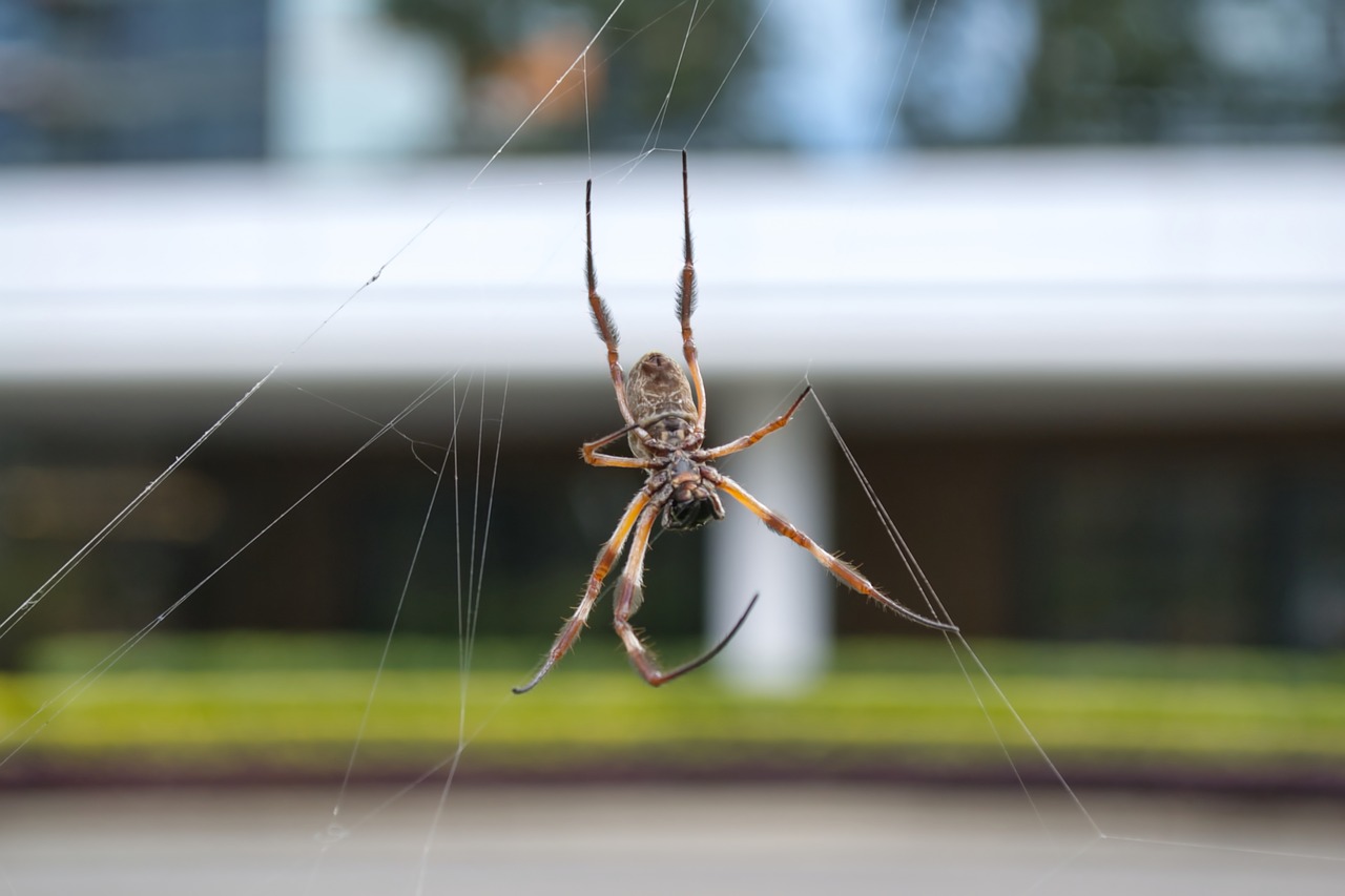 Image - spider garden spider web outdoors