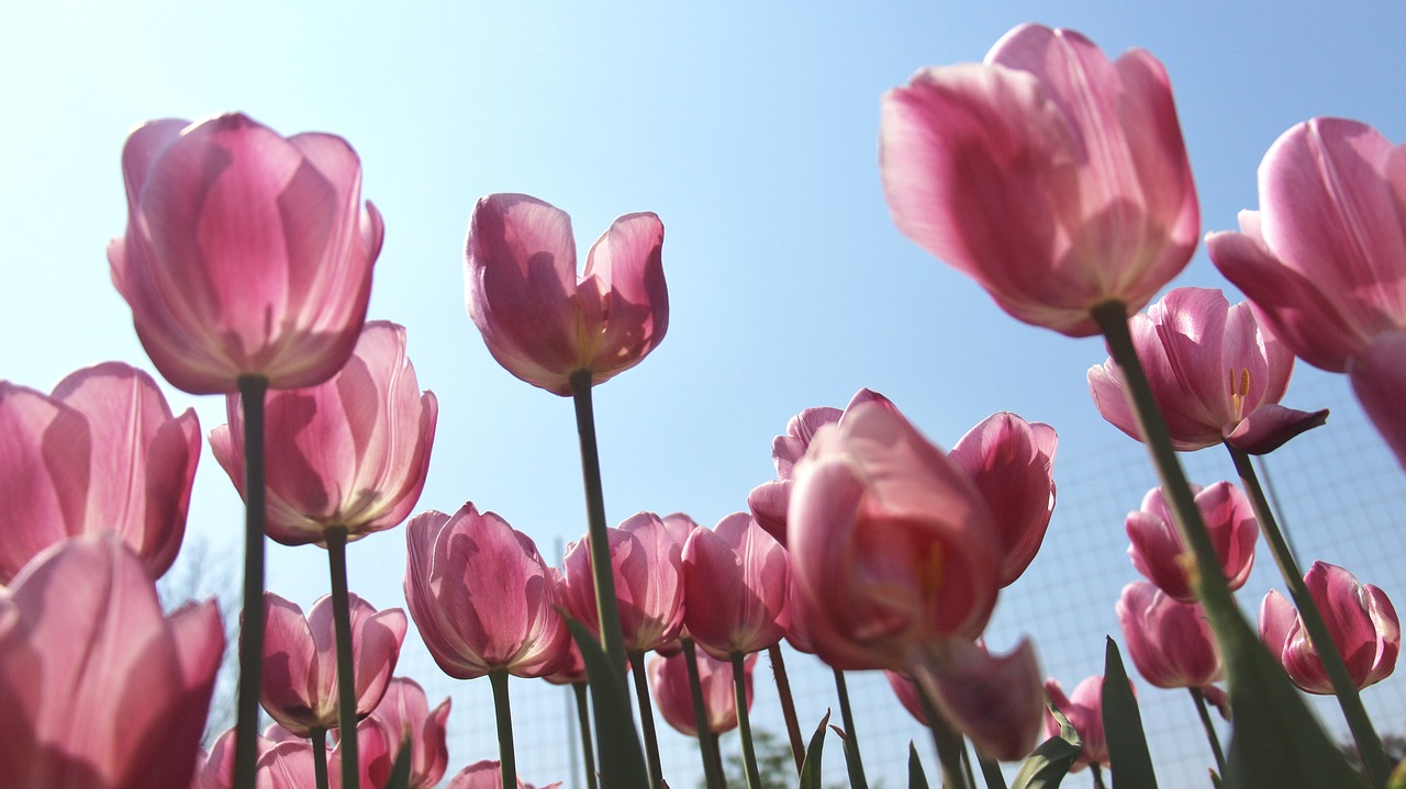 Image - tulip flowers bottom shot