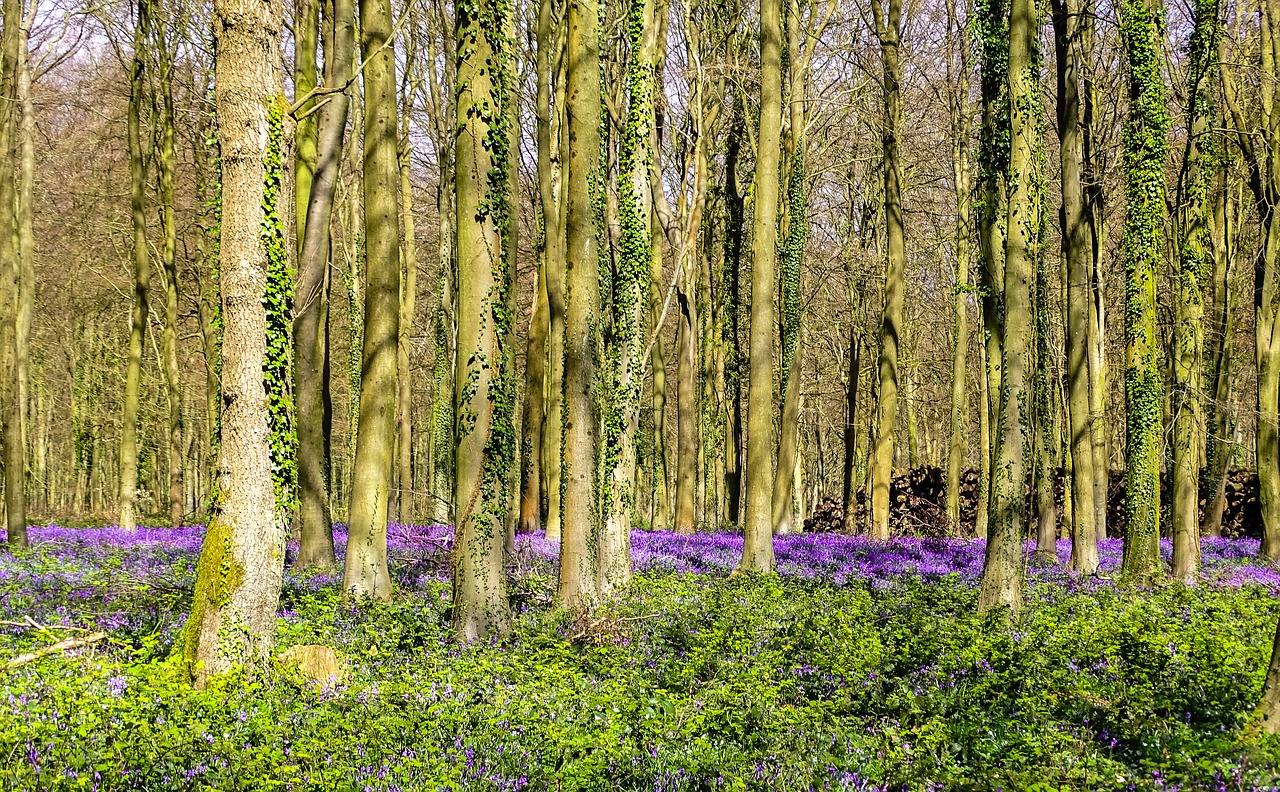 Image - bluebells woodland woods spring