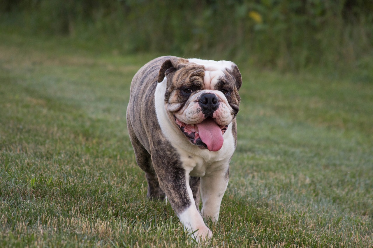 Image - english bulldog pet animal dog