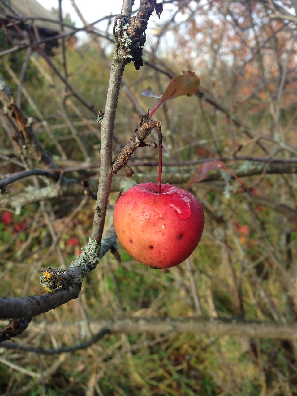 Image - apple branch fruit food appetizing