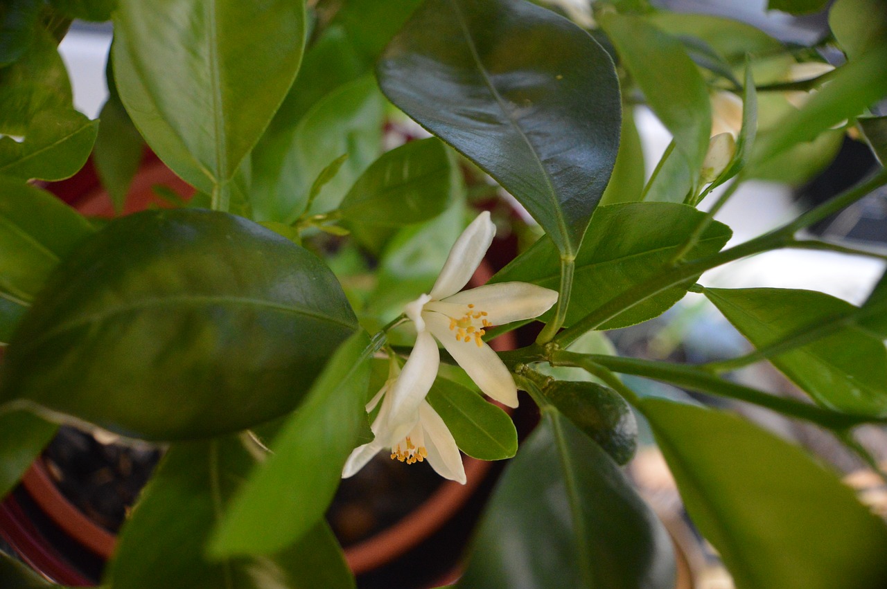 Image - citrus blossom bloom potted plant