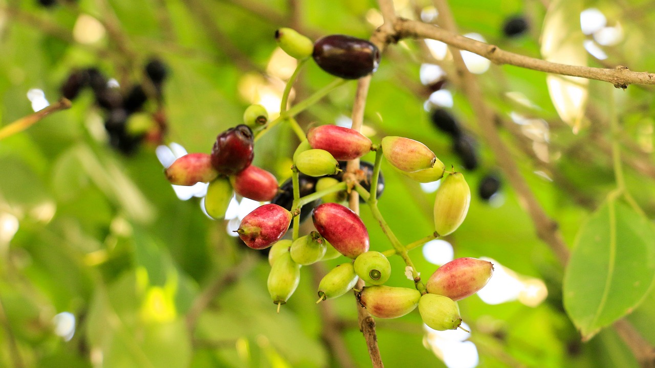 Image - jambolan plum thai berry fruit