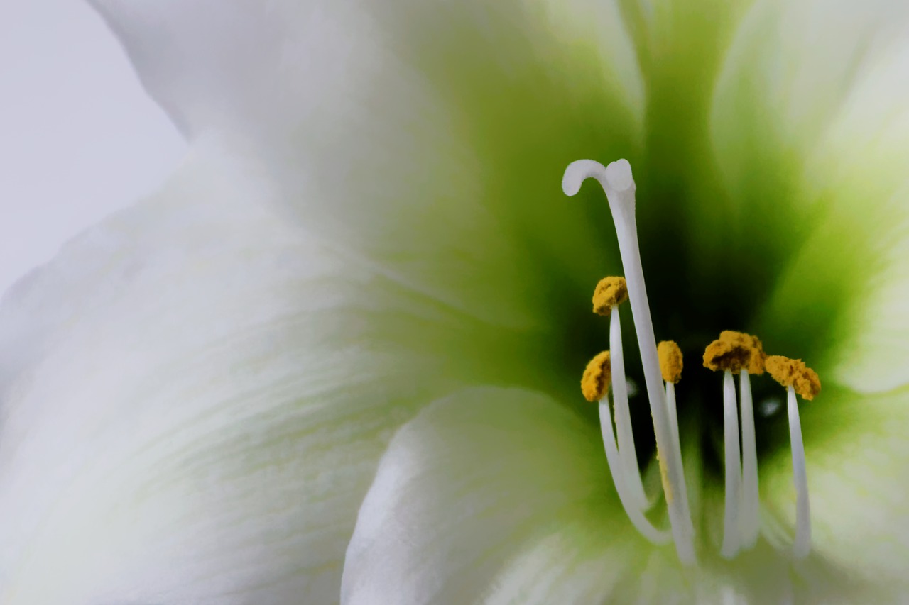 Image - flowers flower white pretty macro