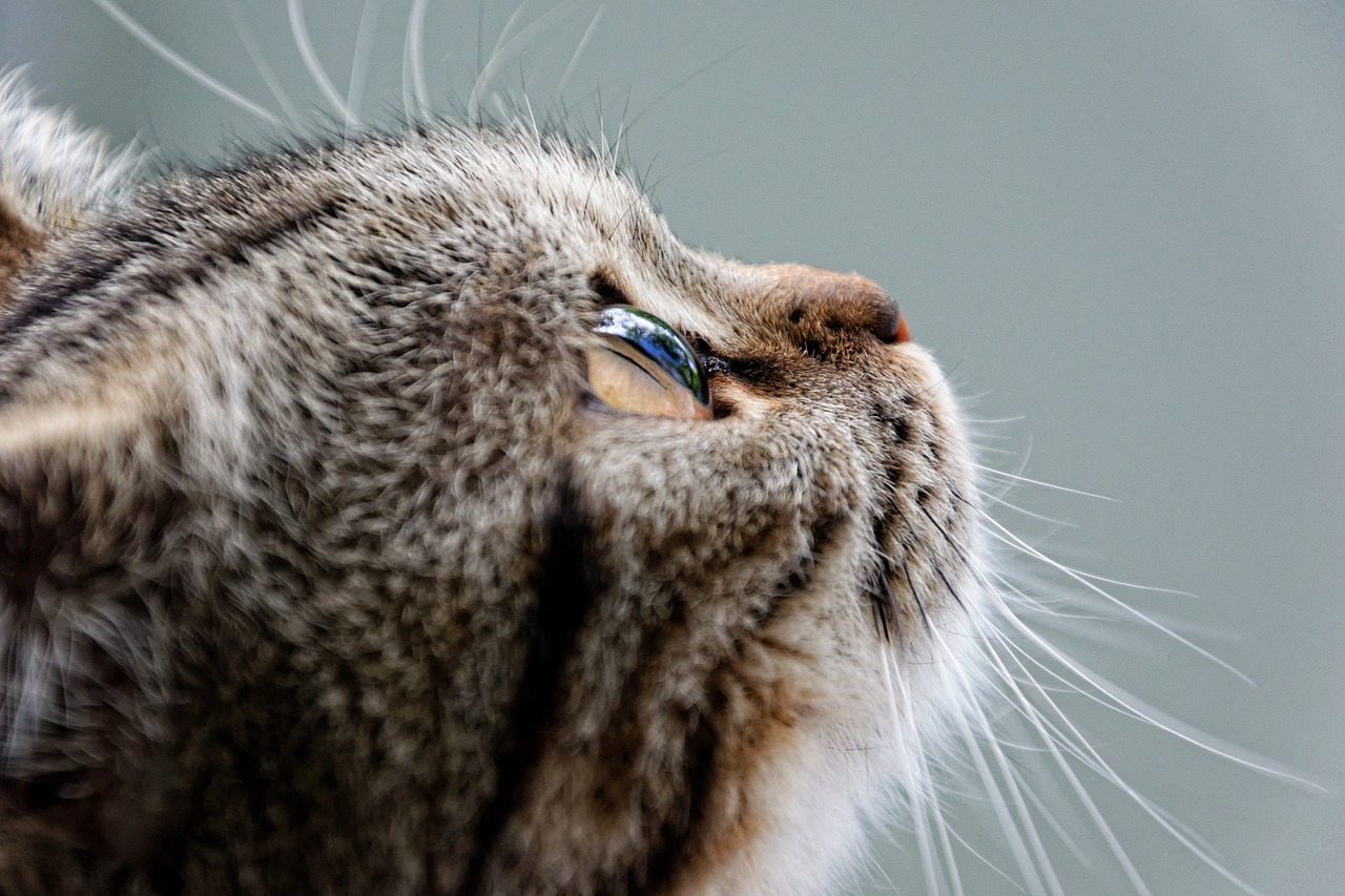 Image - cat british shorthair breed cat