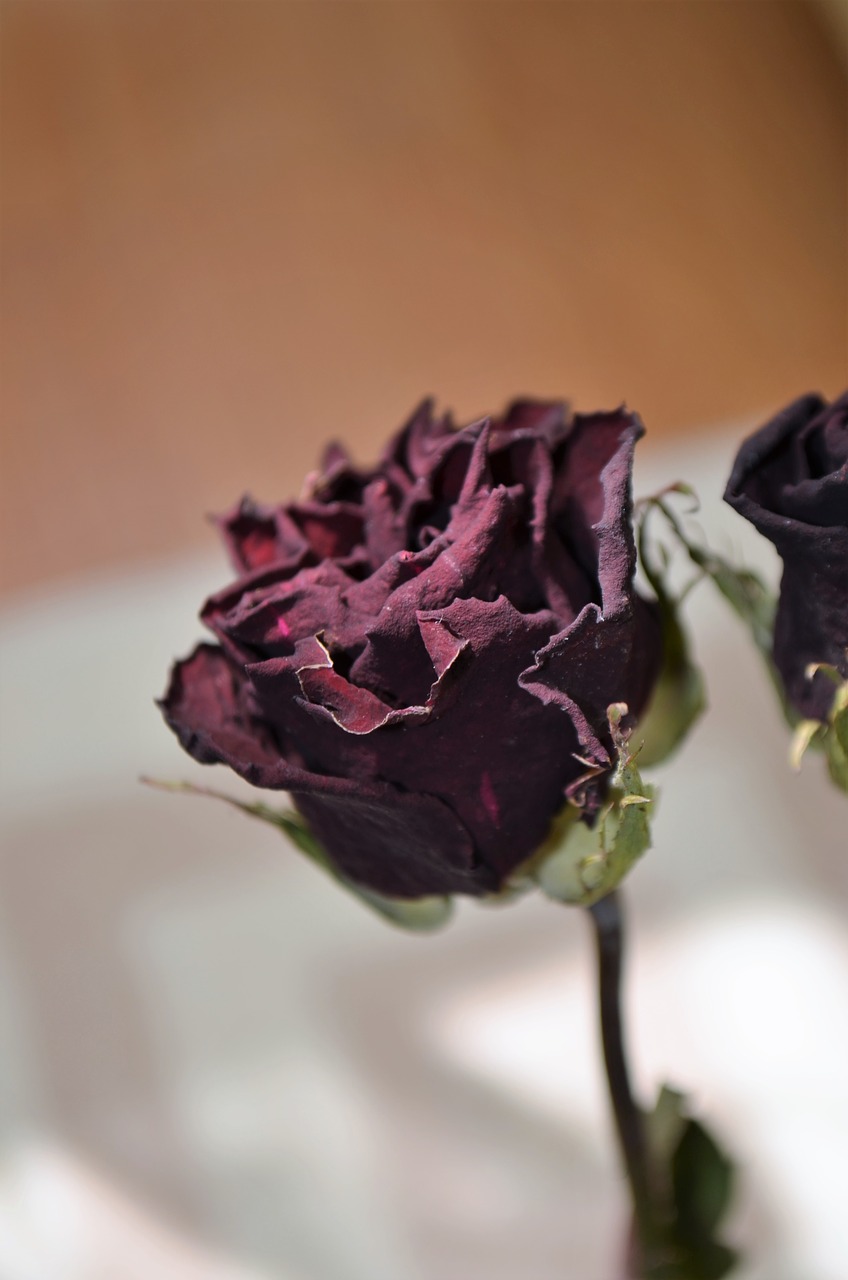 Image - rose dried rose macro color